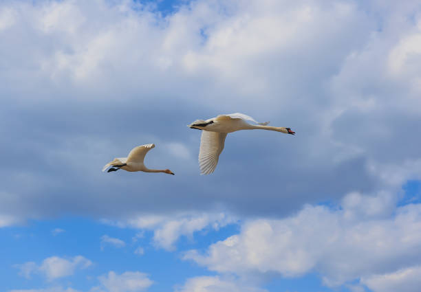 Pair of white swans flying in blue cloudy sky