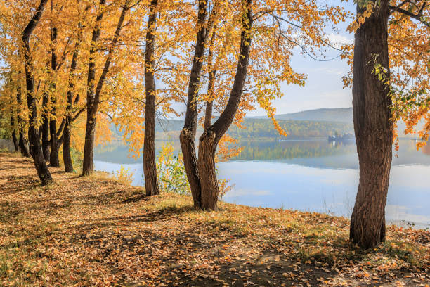 istock trees in autumn in a park by the river 1614979922