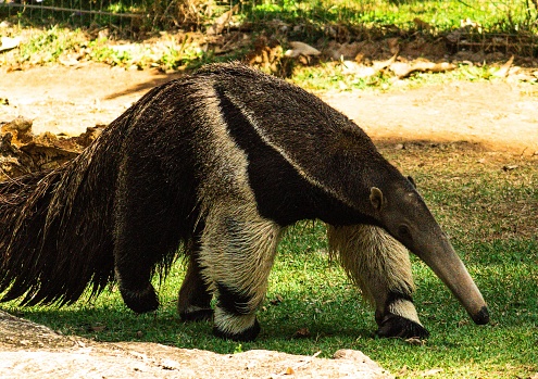 Girant Anteater in Nature