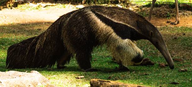 istock giant anteater 1615001909