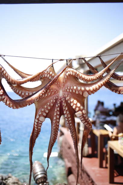 istock Octopus clean and ready to be cooked in a Mediterranean restaurant 1615009328