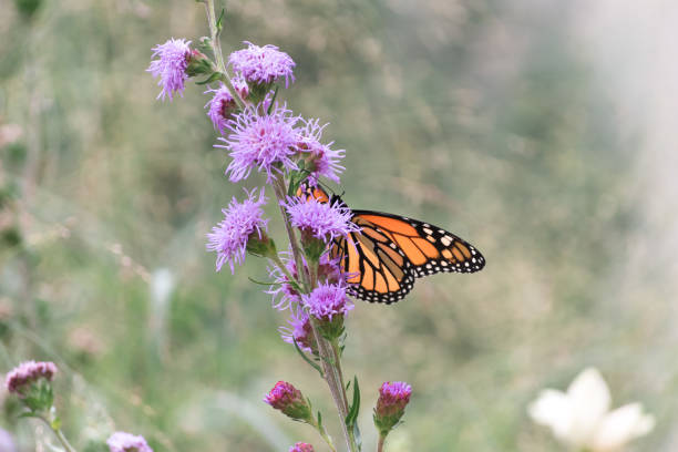istock Monarch climbing on a bull thistle wild plant 1615009865