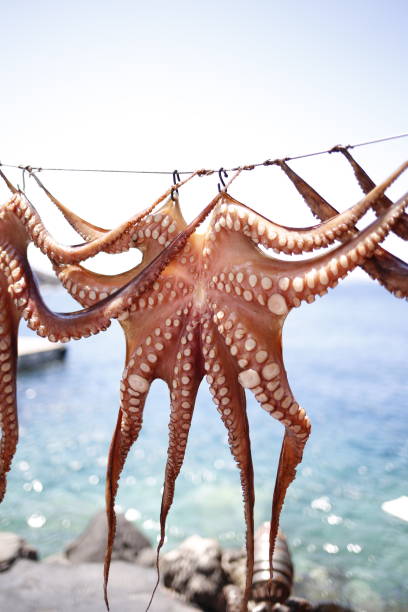 istock Octopus clean and ready to be cooked in a Mediterranean restaurant 1615009870