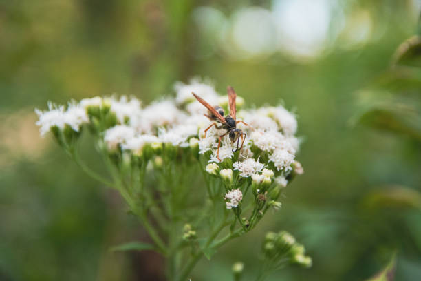 Wasp pollinating shrubby boneset flowers by crawling and walking on them in Minneapolis, MN