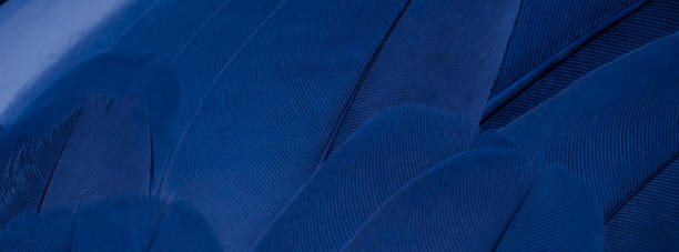 istock blue feather pigeon macro photo. texture or background 1615012468