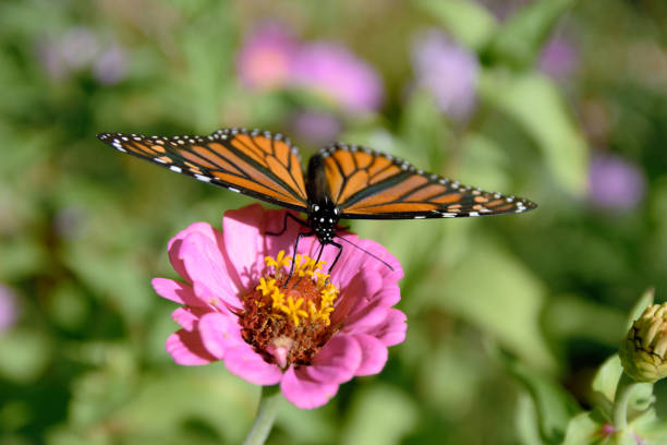 Close-up photograph of a monarch butterfly pollinating a pink zinnia flower, proboscis outstretched into a floret