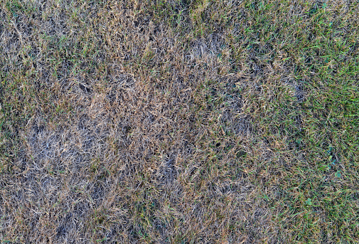 Closeup of a lawn turning brown due to lawn watering restrictions.