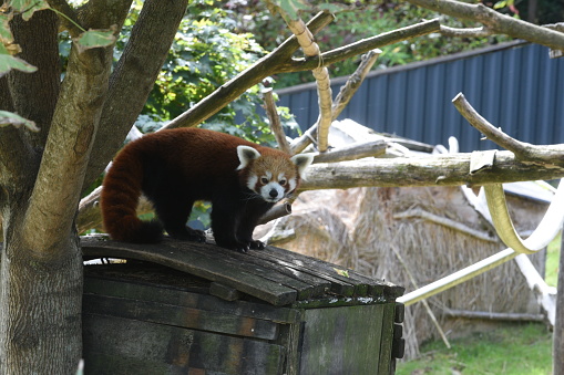 a red panda or lesser panda in an animal park with trees