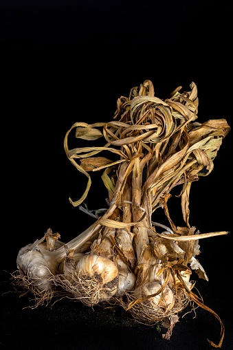 Still life of freshly picked garlic from the garden on a black background. Concept of healthy and sustainable life. Vertical photo and selective focus.