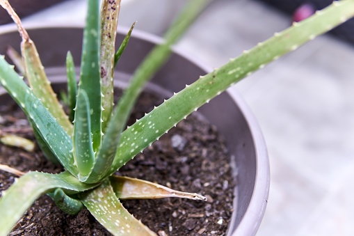 Close up of aloe vera plant. Selective focus.