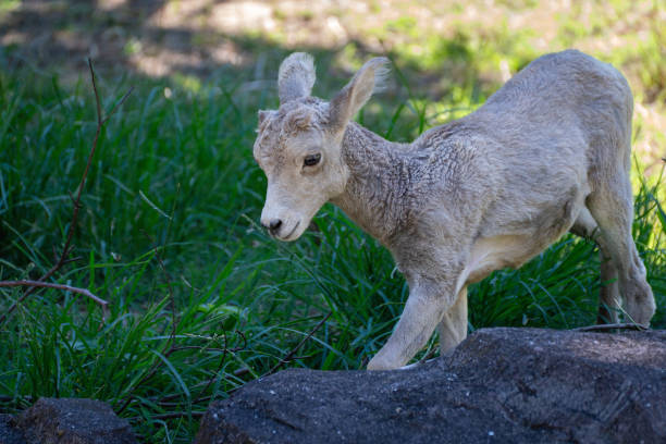 baby  bighorn sheep