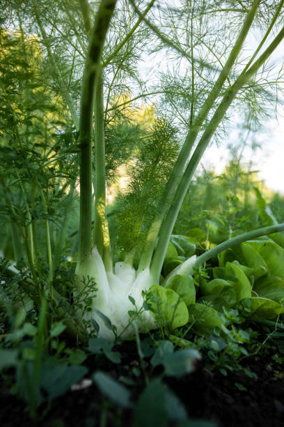 Organic Fennel Plant (Foeniculum vulgare) Growing, Low Angle View