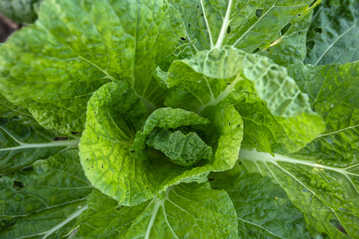 Napa Cabbage Plant (Brassica rapa subsp. pekinensis) Growing, High Angle View