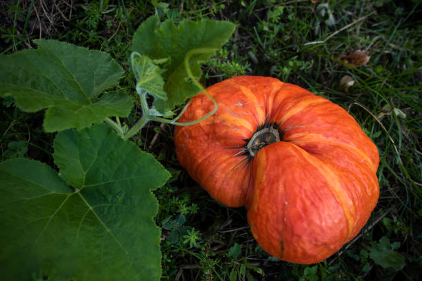 Ripe Orange Pumpkin on Grass Close-up