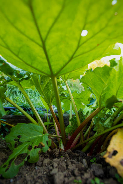 Rhubarb Plant (Rheum officinale), Low Angle View stock photo
