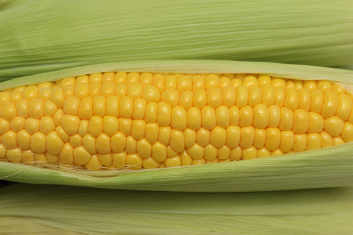 Yellow ripe sugar corn just harvested