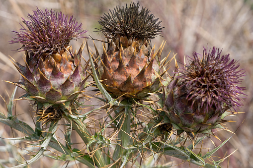 Thistles in a field in the Canary Islands