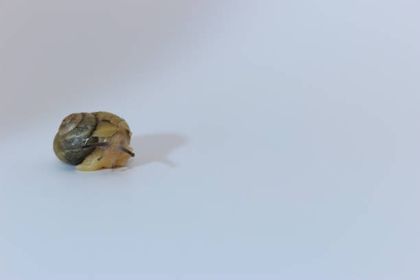 A silk snail that always carries a heavy house.