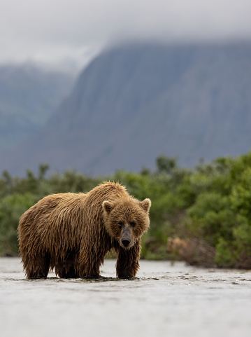 A brown (or grizzly) bear in Alaska looking for salmon.