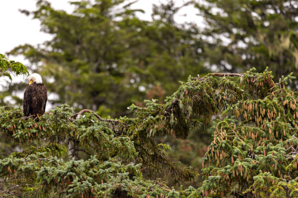 орел сидит на вершине дерева в дождливый день в ситке, аляска - forest alaska plant sitka spruce стоковые фото и изображения