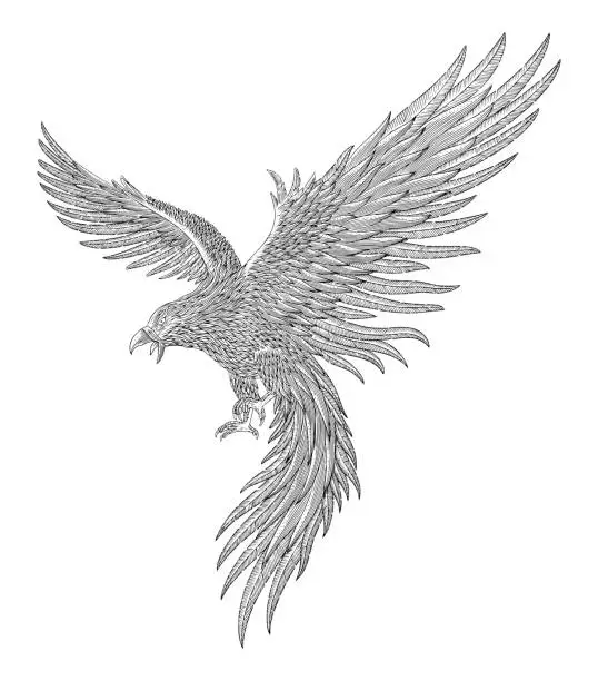 Vector illustration of Phoenix bird, Vintage engraving drawing style vector illustration