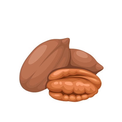 Vector illustration, pecan nuts, isolated on white background.