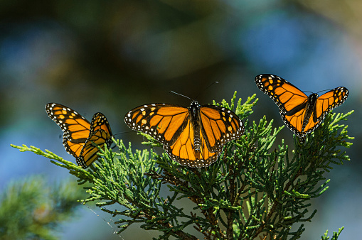 A monarch butterfly takes a well deserved break on the shores of Lake Superior in Minnesota on its northward return to Canada from Mexico.