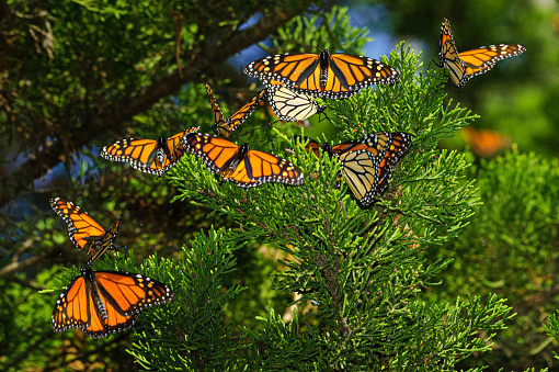 Monarch butterflies (Danaus plexippus) resting on a tree branch in their winter nesting area.\n\nTaken in  Santa Cruz, California, USA