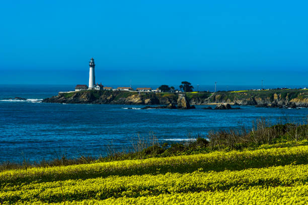 Field mustard flowers with Pigeon Point Lighthouse in the distance along the rocky shore of the California coast.Taken at Pigeon Point, California, USA.