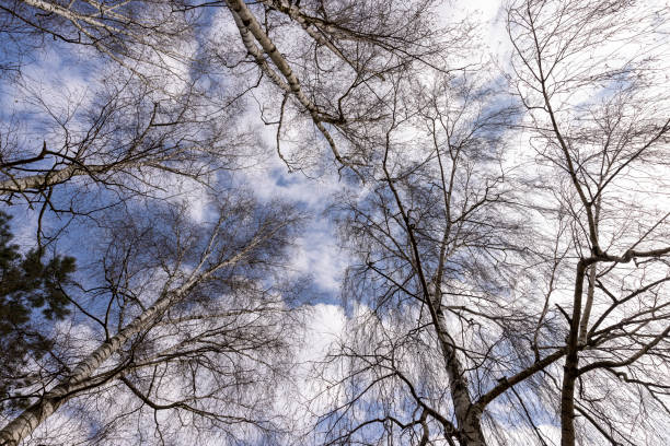 tall old birch during flowering and without foliage, spring season with birches with long flexible branches