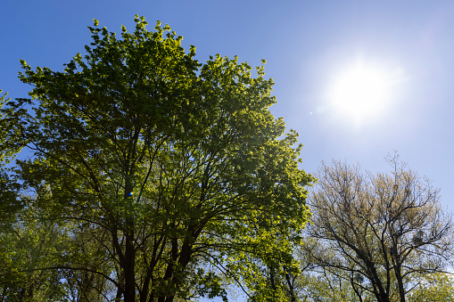 deciduous trees in the spring season in sunny weather, tall trees with green foliage in the spring season
