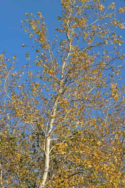 istock Birch forest with trees with yellow and green foliage 1615193579