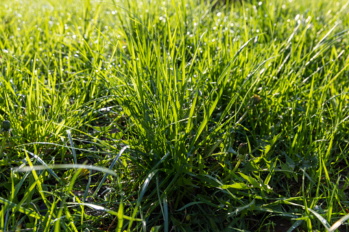 green grass in spring, green grass in sunny weather