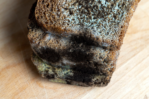 Black rye bread covered with black mold, spoiled bread covered with fungus and mold