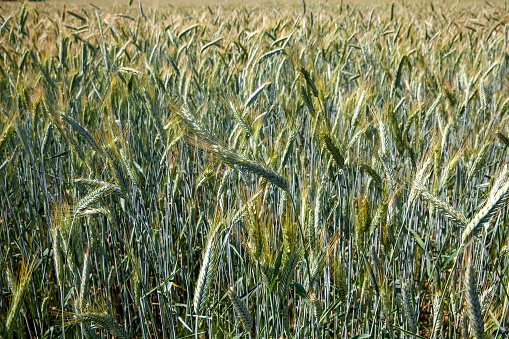 Close-up of green wheat on the field