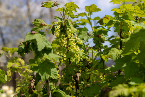 istock currant bush with green foliage and flowers 1615197902