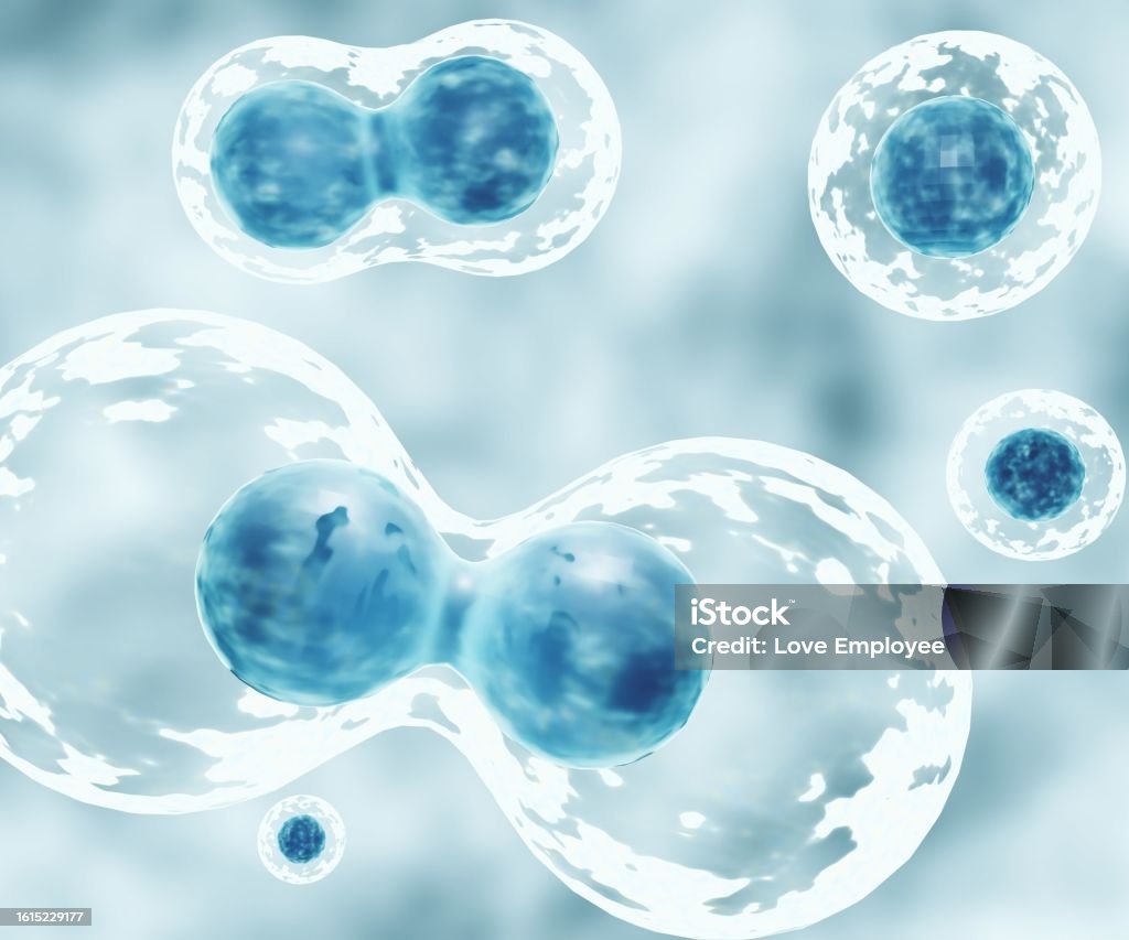a parent cell divides into two or more Cell division happens when a parent cell divides into two or more cells called daughter cells 3D rendering Mitosis Stock Photo