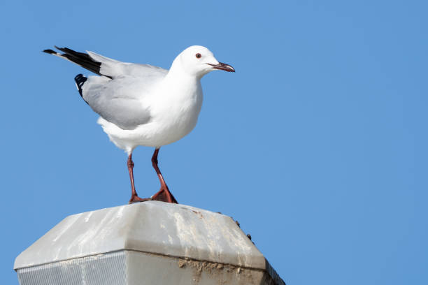 istock Gray Hooded Gull in Walvis Bay Namibia Africa 1615230831