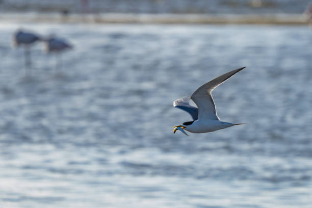 istock Sandwich Tern in Flight in Walvis Bay Namibia Africa 1615230840