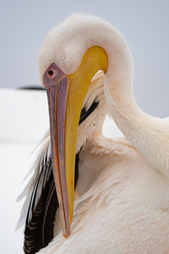 Great White Pelican Portrait in Walvis Bay Namibia Africa