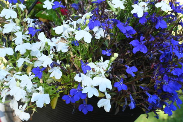 istock Blue and white blossoms share a flower pot. 1615231912