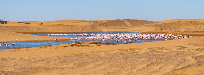 Lesser and Greater Flamingos Feed Near Salt Plant in Walvis Bay Namibia Africa