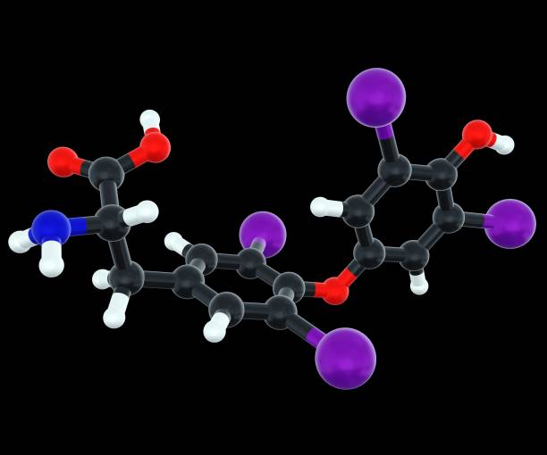 istock thyroxine or t4 is a hormone produced by the thyroid gland 1615232986