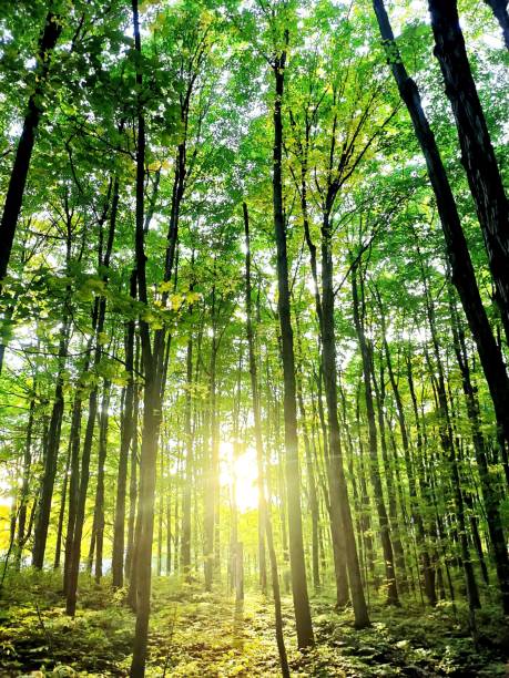 istock Ray of light in the forest 1615238217