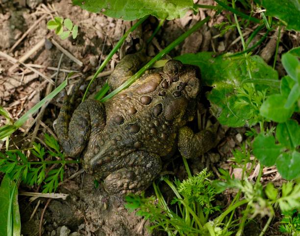 American Toad - Top view, close-up hiding under shady ground cover along the trail in woodland area \n\nLocation\nStratford ON CA