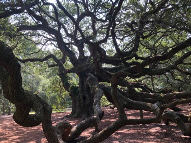 istock Angel Oak tree in Johns Island, South Carolina. 1615246213