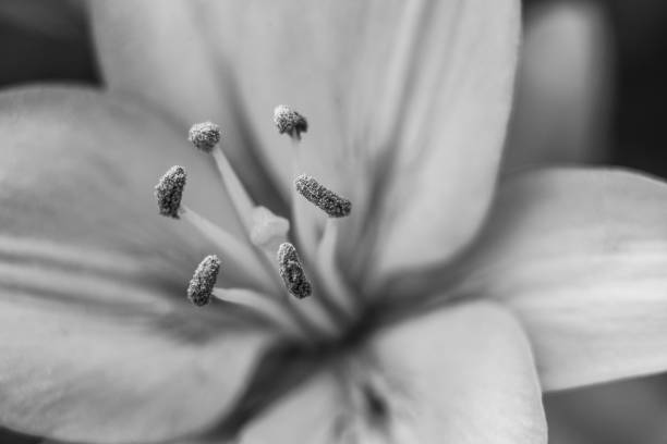 istock lily flowers macro in a home garden 1615248799