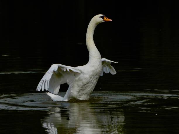 istock Mute White Swan, male - Elegant spreading wings with curved feather tips on dark river reflection 1615272724