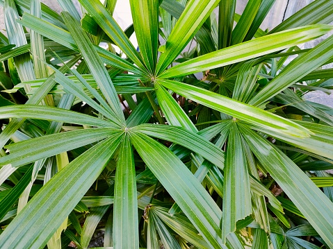 Palm (Rhapis excelsa) is an ornamental plant species belonging to the genus Rhapis (Palem waregu), family arecaceae