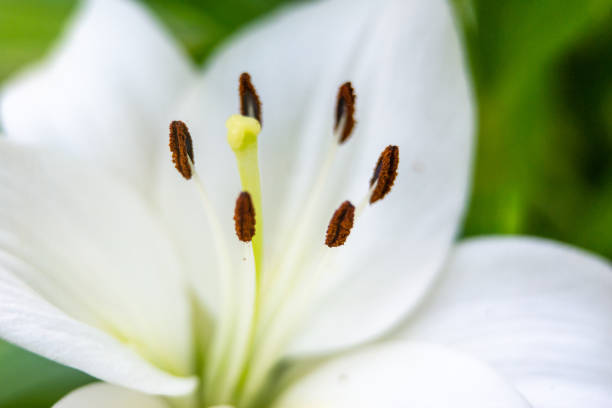 lily flowers macro in a home garden